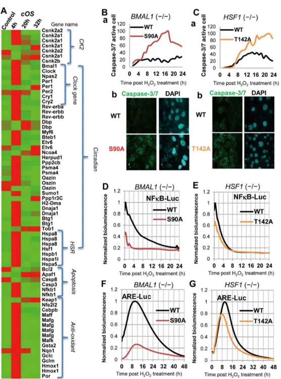 Figure 6.  cOS-responsive circadian transcriptome regulated by CK2-signaling.  (A) Expression profile of the core cOS-evoked circadian transcriptome for cell survival