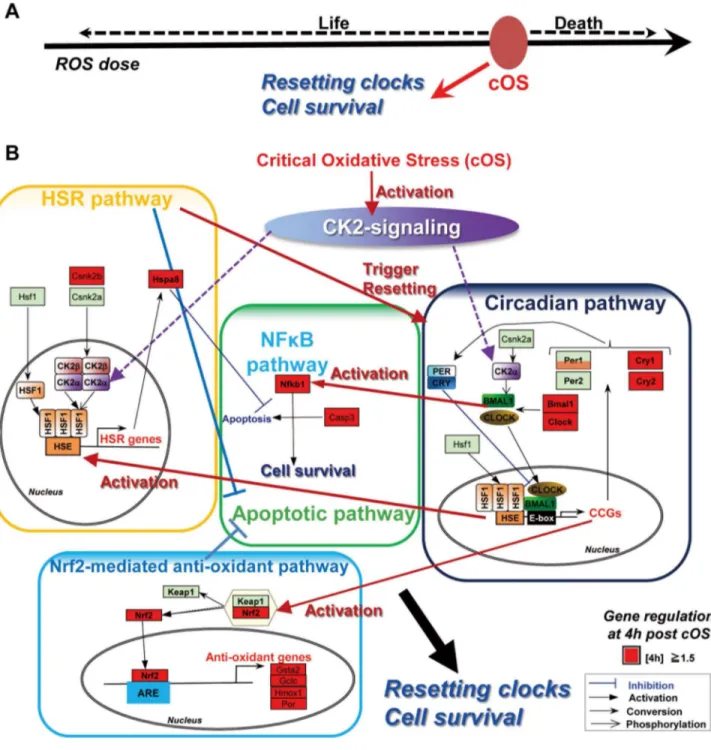 Figure 7.  Circadian adaptive signaling responsive to the critical ROS stress.  (A) The schematic figure shows resetting of the circadian clock by near-lethal doses of ROS (cOS) at the life-death boundary