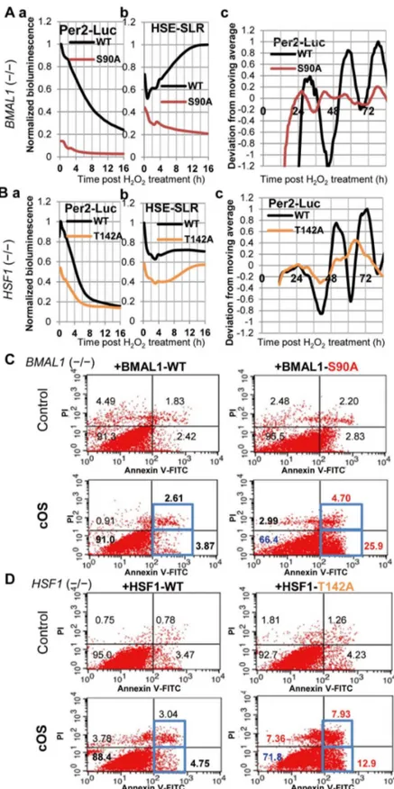 Figure 4.  CK2-mediated BMAL1/HSF1 phosphorylation controls cOS-evoked responses.  BMAL1 −/−  MEFs harboring BMAL1- BMAL1-WT or BMAL1-S90A (A,C) and HSF1 −/−  MEFs harboring HSF1-WT or HSF1-T142A (B,D) were cOS-pulsed