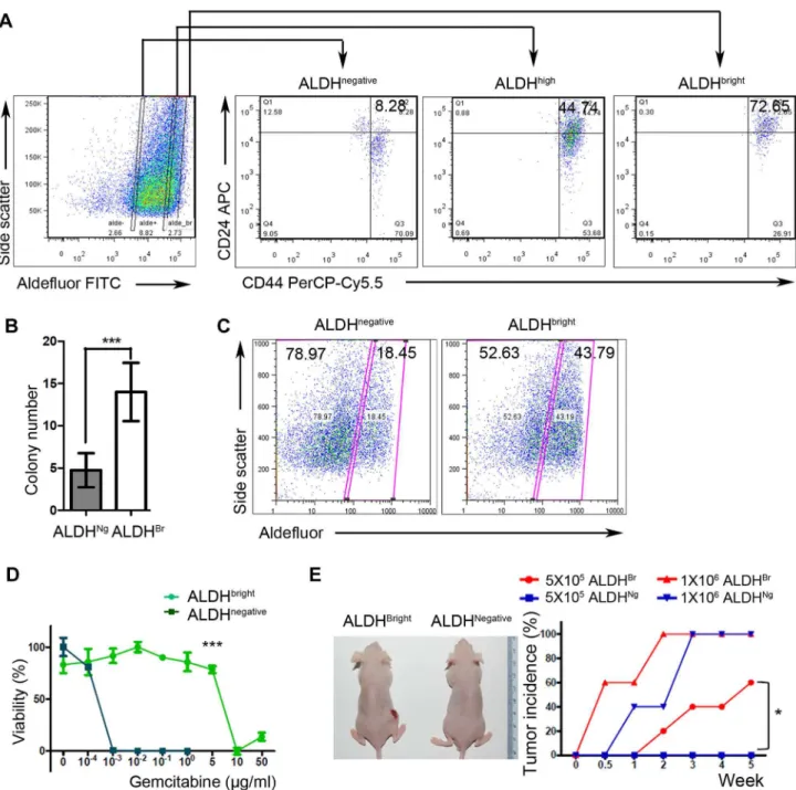 Figure 2.  ALDH strongly positive CFPAC-1 cells represent a subpopulation that shows CSC features