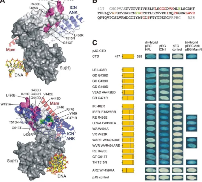 Figure 1. Fine mapping of the Hairless contact sites on Su(H) CTD. A) Surface representation of CSL-DNA structure with the NTD, BTD, and CTD coloured in dark and light grey, respectively