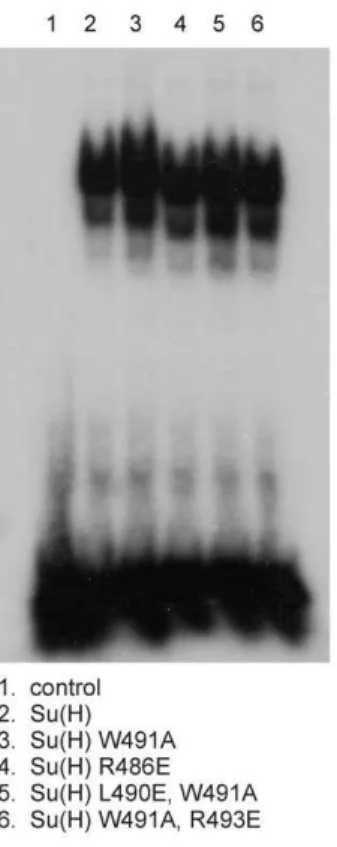 Figure 2. DNA binding is not altered in Su(H) mutants.