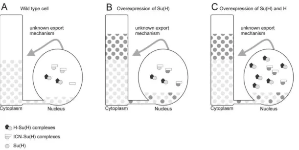 Figure 8. Modell of a Su(H) cytoplasmic pool. A) The large cytoplasmic pool of Su(H) is not available for complex formation in the nucleus, however, is used to replenish nuclear Su(H)