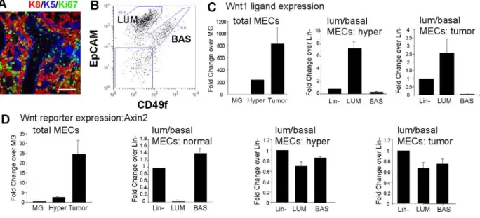 Table 1. Assay of Tumor Initiating Cell (TIC) frequencies for basal and luminal cell subpopulations from Wnt-induced tumors.