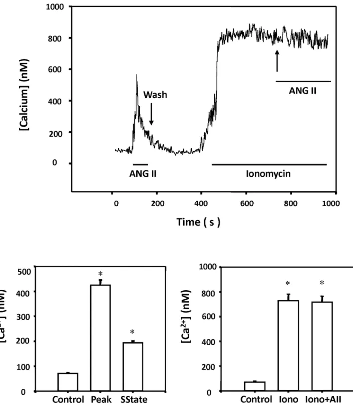Figure 7.  Effect of ANG II on intracellular calcium response in renal VSM cells.  The upper panel presents a representative tracing of a [Ca 2+ ] i  response of a single renal microvessel VSM cell to ANG II (10 -7  M) bathed in PSS before and after additi