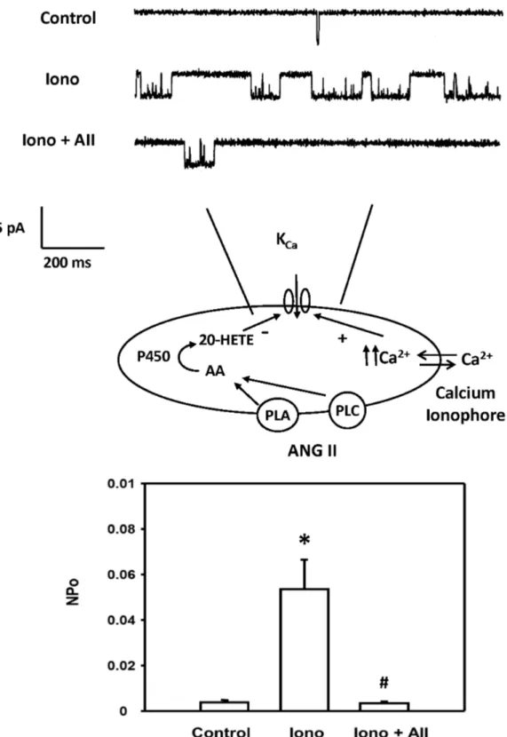 Figure  8.    Effect  of  ANG  II  on  K Ca   channel  activity  in  renal  VSM  cells  with  high  [Ca 2+ ] i 