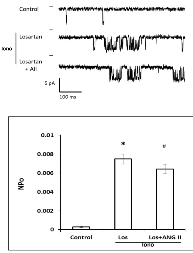 Figure 9.  Effect of Losartan on the inhibitory action of ANG II on K Ca  channel activity in renal VSM cells