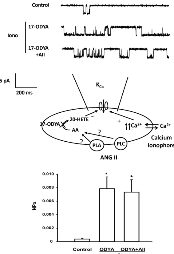 Figure 10.  Effect of 17-ODYA on the inhibitory action of ANG II on K Ca  channel activity in renal VSM cells