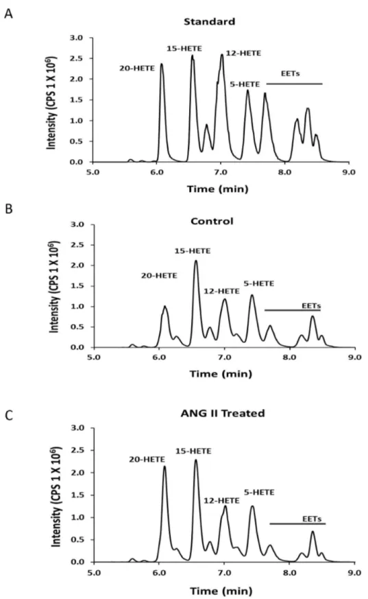 Figure 3.  Production of 20-HETE in renal microvessels measured by LC/MS/MS.  Panel A presents a typical chromatograph indicating  the  retention  times  of  a  mixture  of  20  ng  aliquots  of  various  CYP450  metabolites  of  AA