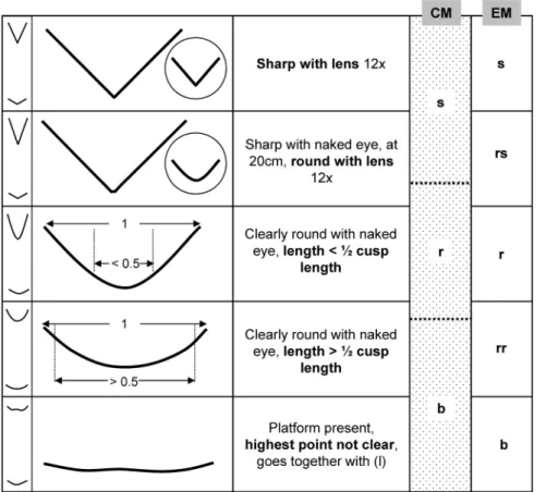 Figure 4). In contrast, there were no significant differences in CS score between the anterior and posterior cusp position of R.