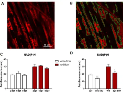 Fig 6. NAD(P)H signal is relatively stable during normal development but reduced in dystrophin morphants