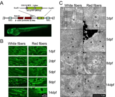 Fig 1. Mitochondrial morphogenesis in developing zebrafish skeletal muscles. (A) Top: A schematic map of Tg(β-actin :mt-cpYFP) reporter construct, in which mt-cpYFP was driven by the chicken β-actin promoter