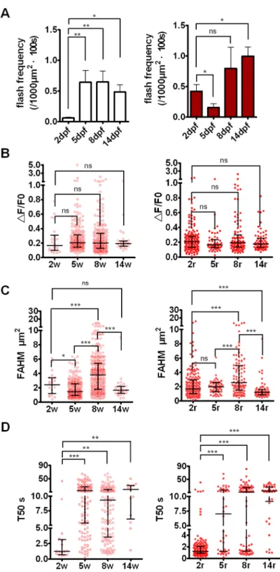 Fig 4. Developmental changes of mitoflashes in skeletal muscle cells. (A) Mitoflash frequency in red (right) and white (left) skeletal muscle cells of cpYFP transgenic embryos at 2, 5, 8 and 14 dpf