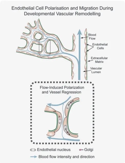 Fig 6. Working model for flow-induced remodeling through directional migration. Schematized prototypic vessel network in a developing retina
