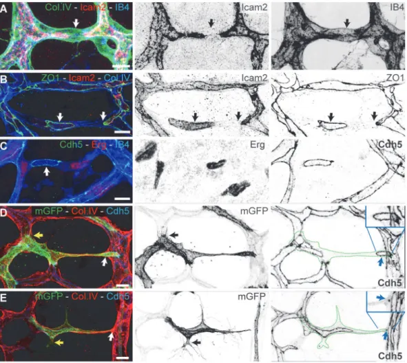 Fig 2. Developmental vessel regression resembles anastomosis in reverse. A – C, Immunostaining for lumen (ICAM2), junctions (ZO1 and Cdh5), blood vessels (IB4), and basement membrane (Col.IV) shows that lumen breakage (arrows in A) and junction disconnecti