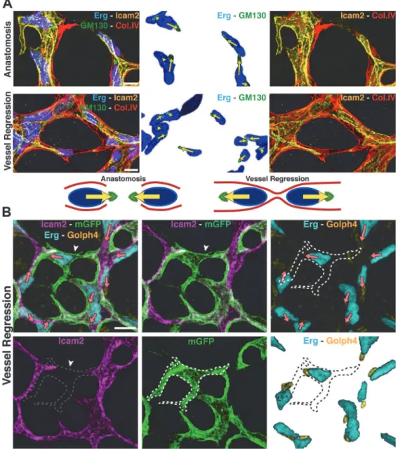 Fig 3. Disorganized endothelial cell polarity correlates with vessel regression. A and B, Polarization of endothelial cells in a wild type (WT) P6 retina vascular network labeled for endothelial cell nuclei (Erg), basement membrane (Col.IV) lumen (intercel