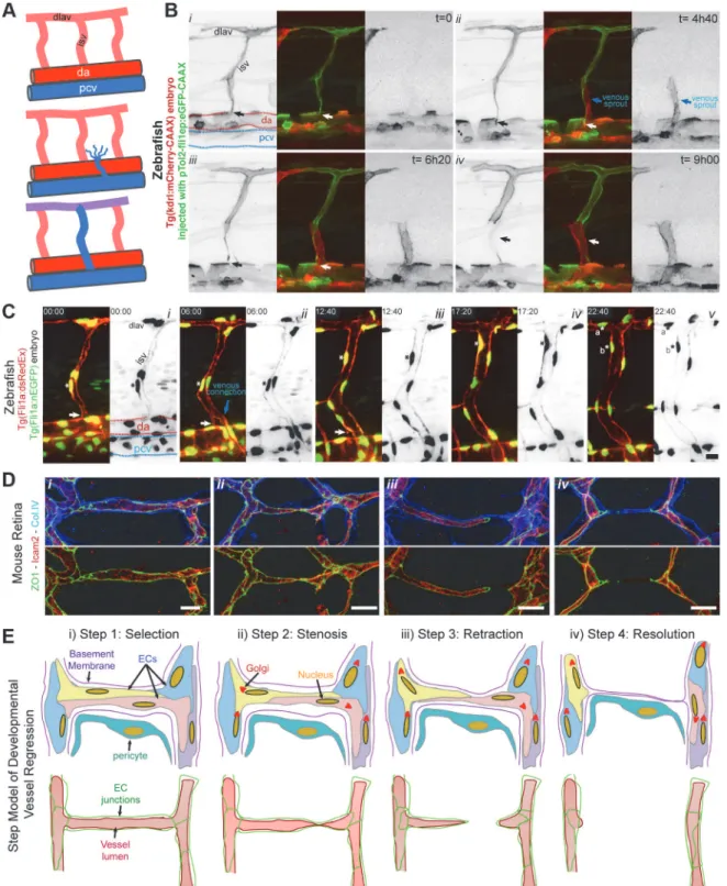 Fig 4. Extensive cell rearrangements drive developmental vessel regression. A, Schematic of ISV disconnection from the aorta