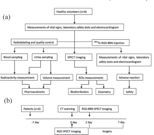 Fig 1. Flow chart of the study protocol for healthy volunteers (a) and patients (b), respectively.