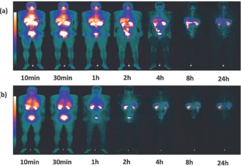 Fig 4. Series of planar whole-body images of a representative subject showing the distribution of