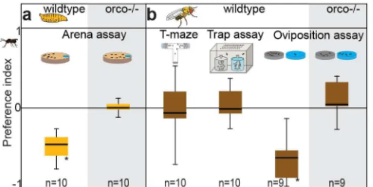 Fig 1. Larvae and ovipositing flies are repelled by parasitoid odor. (A) Larval choice assay and preference indices when larvae were exposed to the wash of L