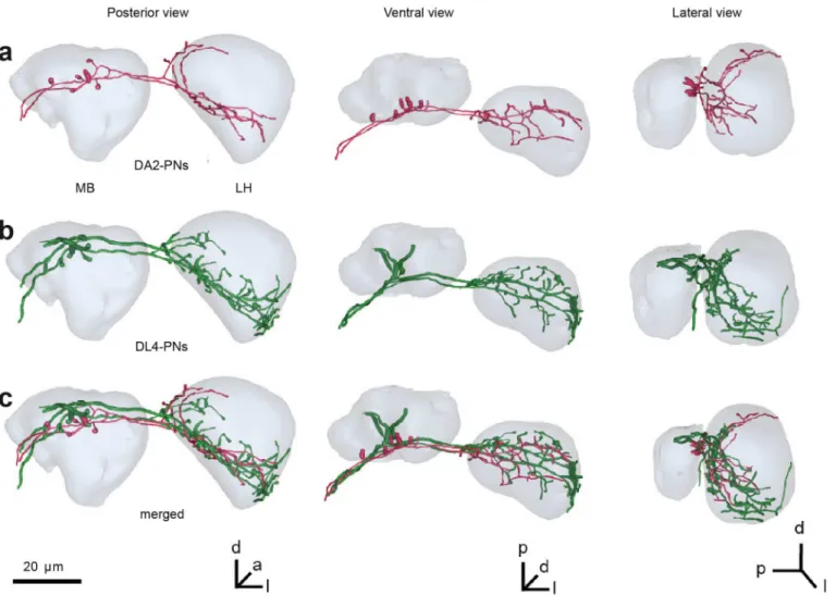 Fig 3. Innervation patterns of DL4 and DA2 PNs in MB and LH. (A) Reconstruction of two DA2 PNs