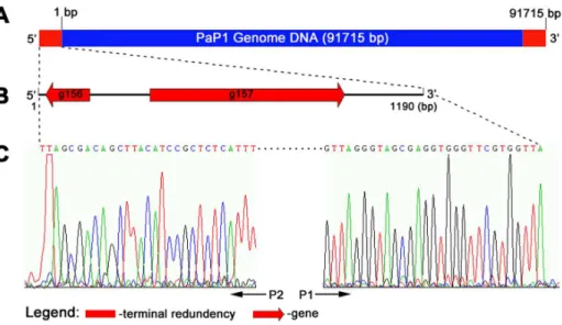 Table 2. Predicted promoters of the PaP1 genome.