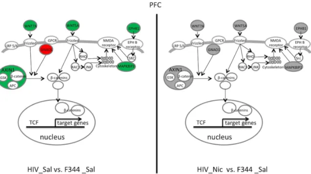 Figure 2. Illustration of top two pathways and related genes restored by nicotine in the prefrontal cortex (PFC) of HIV-1Tg rats.