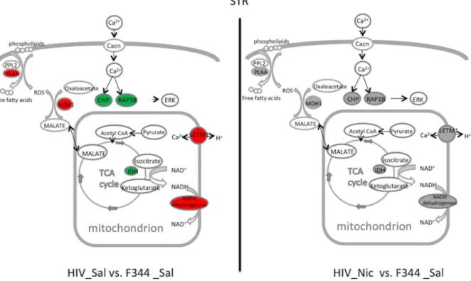 Figure 5. Summary of the pathways most significantly restored by nicotine in the prefrontal cortex (PFC), dorsal hippocampus (HIP), and dorsal striatum (STR) of HIV-1Tg rats and the potential effects of the restorations on those rats.