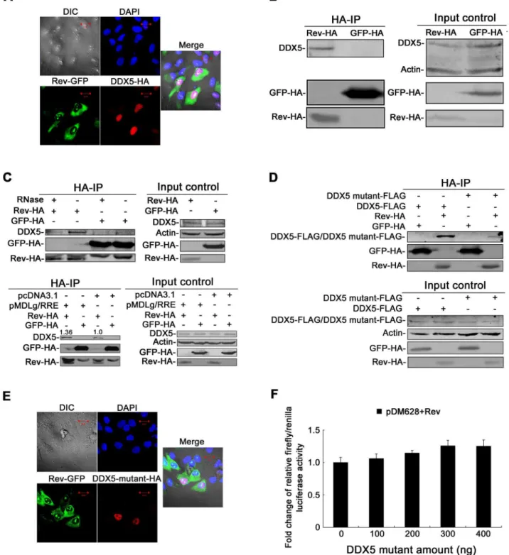 Figure 5. The interaction between DDX5 and Rev is largely dependent on RNA. A and E. Confocal images of transfected HeLa cells
