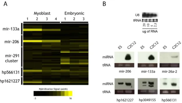 Figure 3. Detection of known and predicted miRNAs. A: Detection of control miRNAs via microarray in C2C12 and mES RNA samples