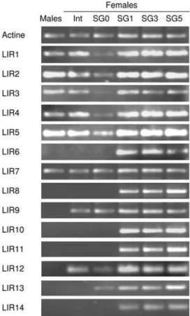 Figure 4. RT-PCR analysis of LIRs expression. The steady-state LIR1–14 mRNA levels were analyzed by RT-PCR