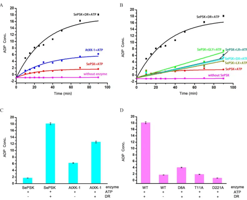 Fig 2. The enzymatic activity assays of SePSK and AtXK-1. (A) The ATP hydrolysis activity of SePSK and AtXK-1
