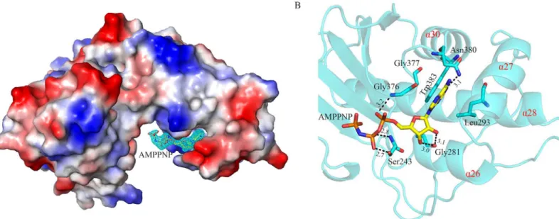 Fig 3. Structure of SePSK in complex with AMP-PNP. (A) The electron density of AMP-PNP