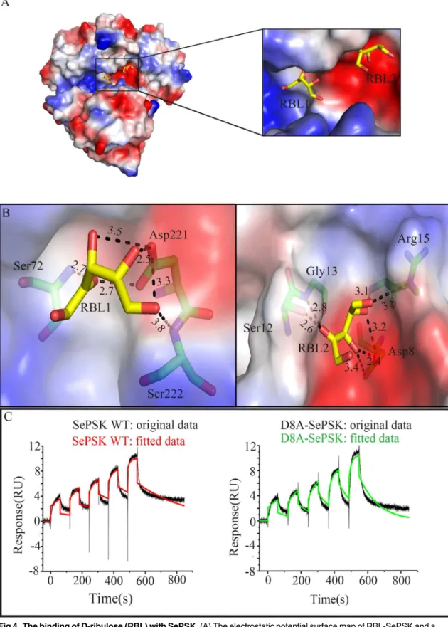 Fig 4. The binding of D-ribulose (RBL) with SePSK. (A) The electrostatic potential surface map of RBL-SePSK and a zoom-in view of RBL binding site