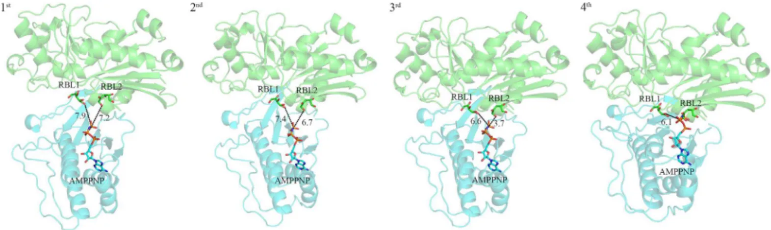 Fig 5. Simulated conformational change of SePSK during the catalytic process. The structures are shown as cartoon and the ligands are shown as sticks