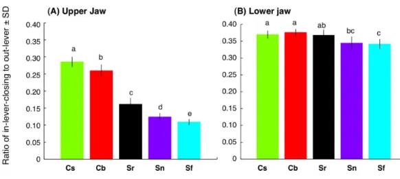 Figure 7 Interspecific difference in the ratio of in-lever-closing to out-lever (L in-lever-closing / L out-lever ) (see also Fig