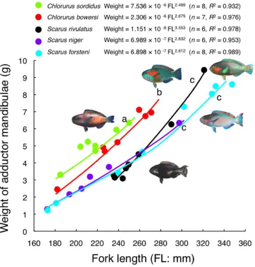 Figure 8 Relationship between fork length and weight of adductor mandibulae for the five parrotfish species