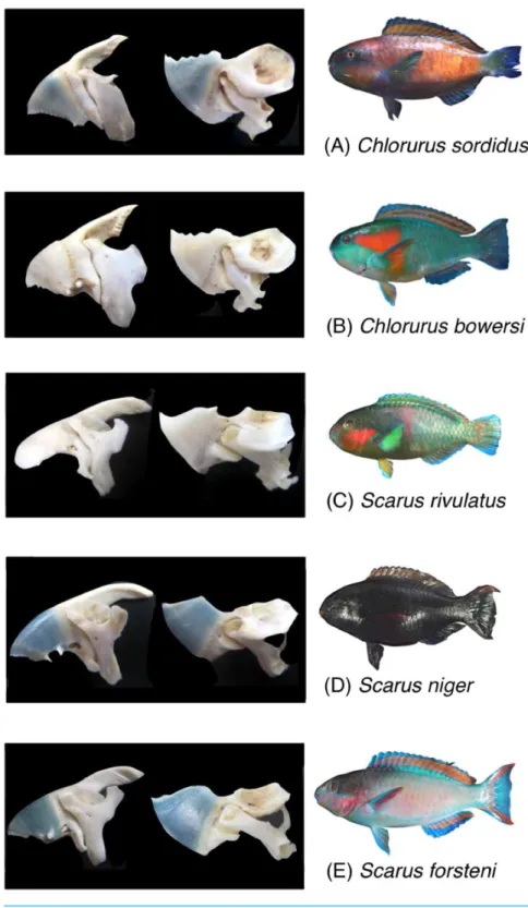 Figure 1 Photographs of the five parrotfish species with their upper jaw lever-system (premaxilla + maxilla) and lower jaw lever system (dentary + articular).