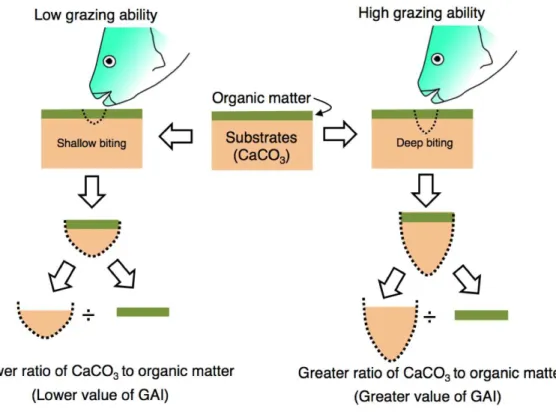 Figure 2 Schematic diagram of the definition of grazing ability index (GAI). Substrates consist of calcium carbonate (CaCO 3) and are covered by organic matter (epilithic algae, sensu Bellwood &amp; Choat, 1990)