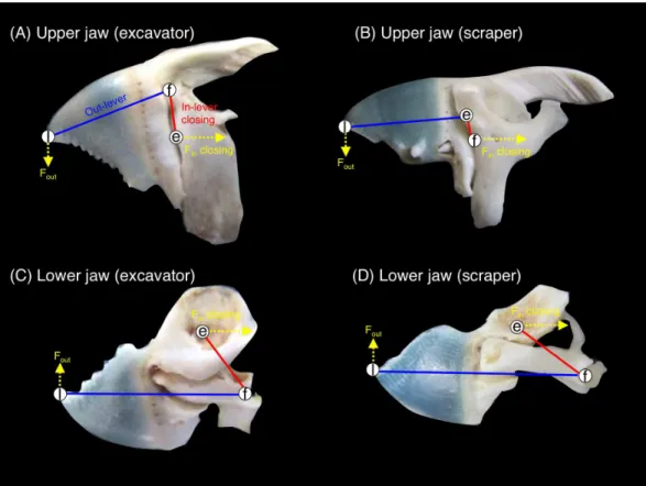Figure 3 Pictorial explanation of the jaw-lever mechanics for closing (e, effort; f, fulcrum; l, load