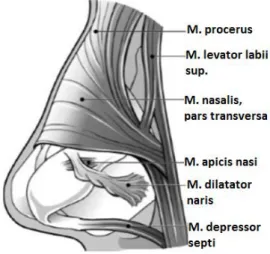 Ilustração 5 - Musculatura perinasal