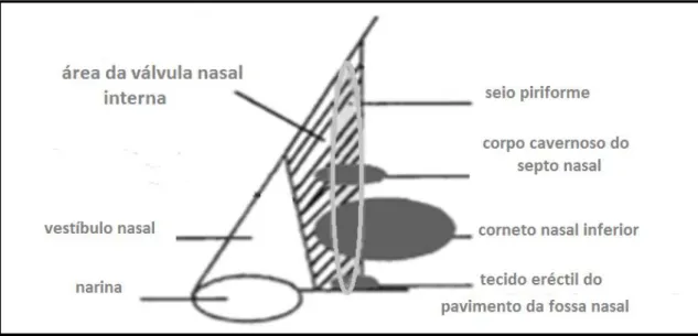 Ilustração 1 - Área da válvula nasal