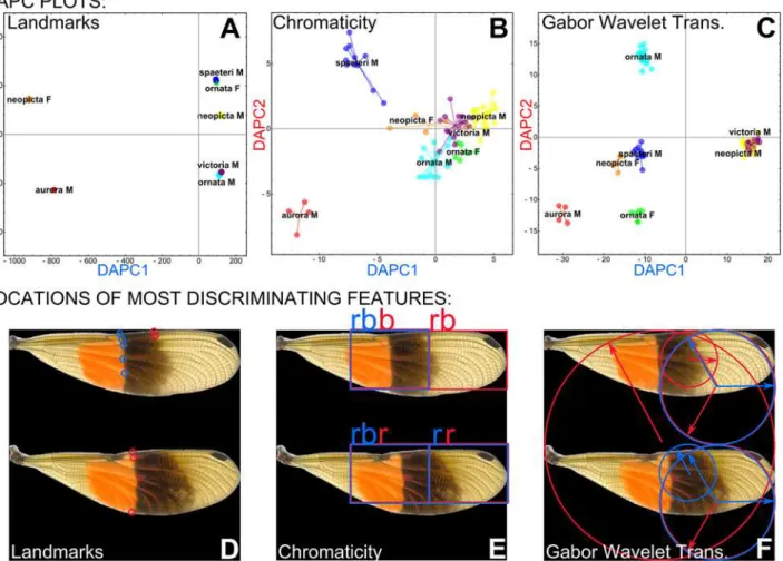 Fig 5. Discriminant analysis of morphological results. Discriminant analysis of principal components (DAPC) plots for (A) landmarking, (B) chromaticity, and (C) GWT analyses