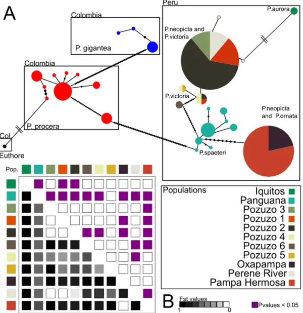 Fig 6. Comparison of mtDNA haplotypes among Polythore. (A) mtDNA haplotype network and (B) F ST values across the geographical population