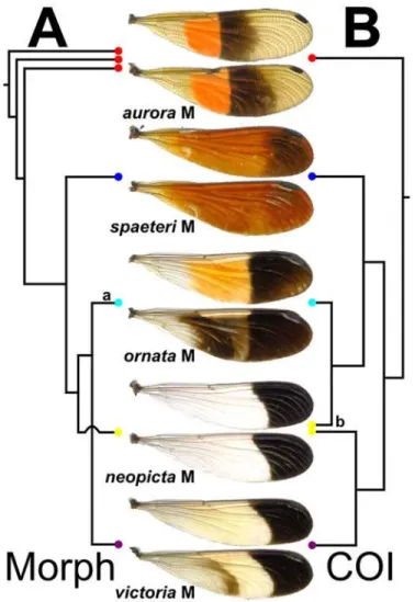 Fig 7. Comparison of the differing topologies among phylogenetic reconstructions. Simplified topologies are shown based on (A) morphological and (B) COI data, showing typical examples of each wing morph (center)