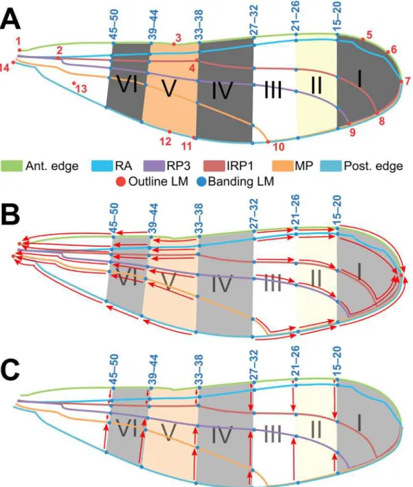Fig 3. “Default wing” used as a template for landmarking analysis of fore- and hindwings of Polythore wingform
