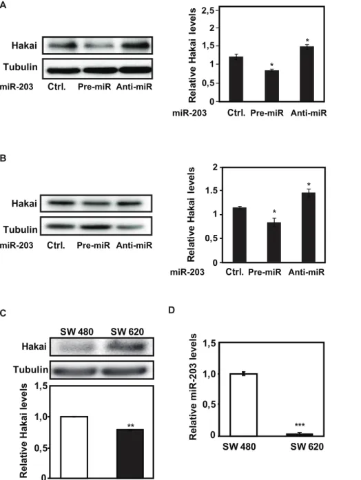 Figure 2. Influence of miR-203 on Hakai levels in several cell lines. A, the effect of modulating miR-203 levels in 293 cells was studied as described in 1D and 1E; Western blot analysis (left panel) and quantification by densitometry (right panel)