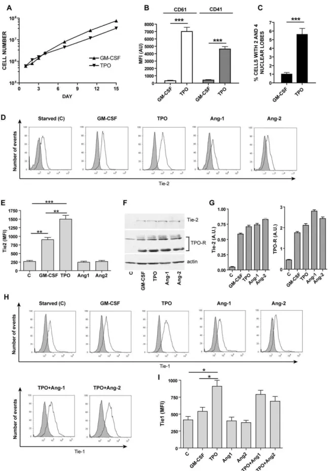 Figure 1. Growth, differentiation, Tie-2 and Tie-1 expression in UT7/mpl cells. A: Cell growth curve of UT7/mpl cells grown in the presence of GM-CSF or TPO