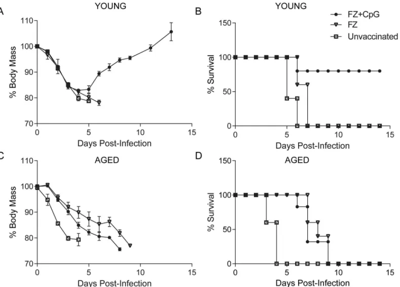 Fig 1. Single Fluzone vaccination with or without adjuvants is non-protective in aged mice