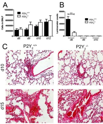 Figure 1. Higher mortality rate in PVM-infected P2Y 2 -deficient mice. Following intranasal inoculation of PVM (1000 PFUs), P2Y 2 +/+ and P2Y 2 2/2